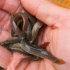 活力泥鳅种苗批发 淡水高密度人工养殖 敦皇水产渔场出售