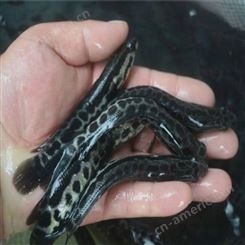 乌鱼 黑鱼 小斑花 3到5公分淡水养殖生长快可定制